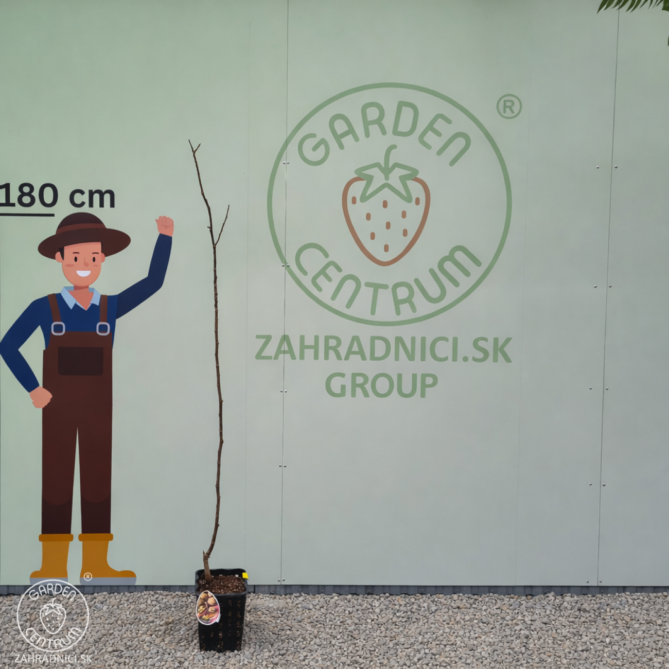 Obrázok Orech kráľovský (Juglans Regia) ´LARA´ - výška 130-160 cm, kont. C10L